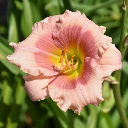 lilejnik-janice-brown-4