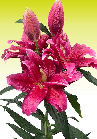 Lilium Roselily Dalinda