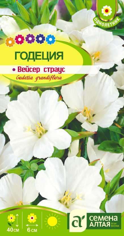 Годеция Вейсер страус цп