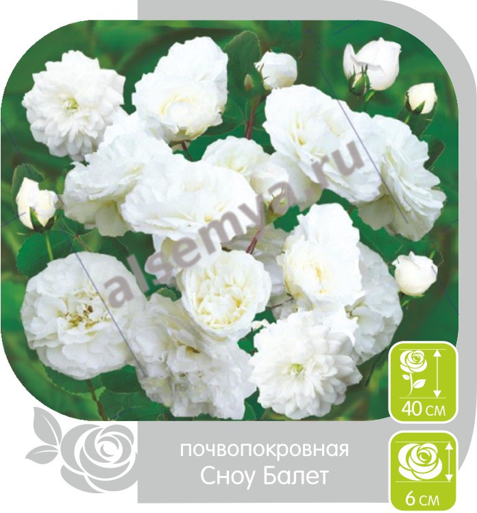 Сноу Балет