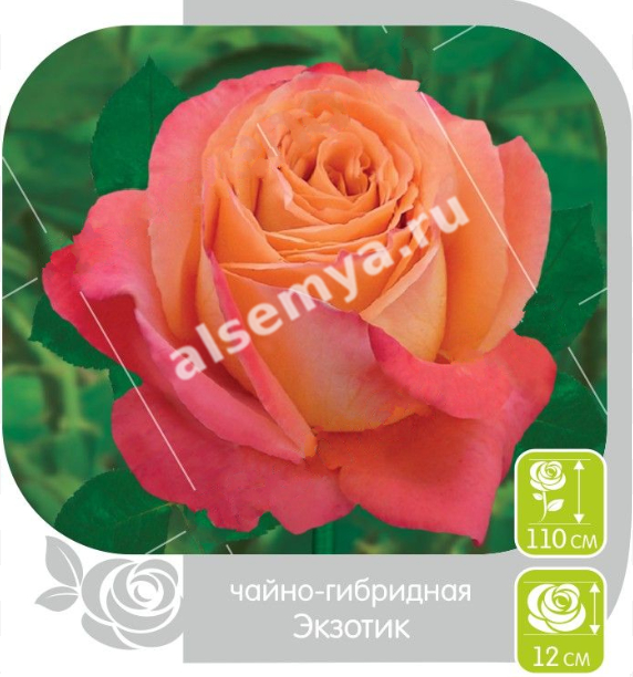 Экзотик