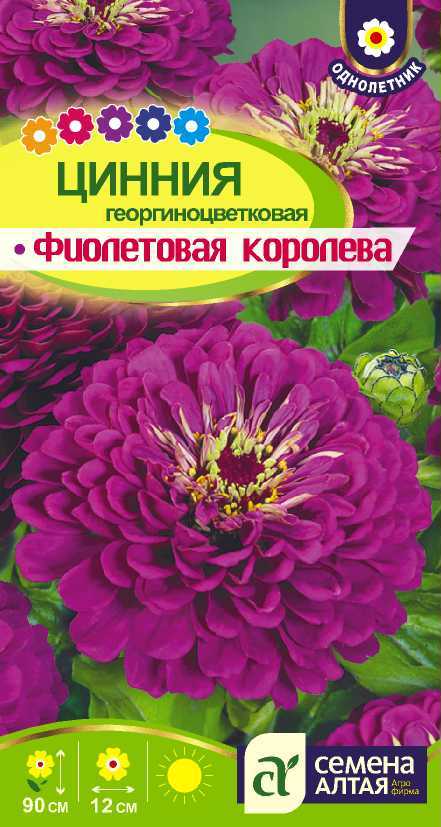 Фиолетовая королева