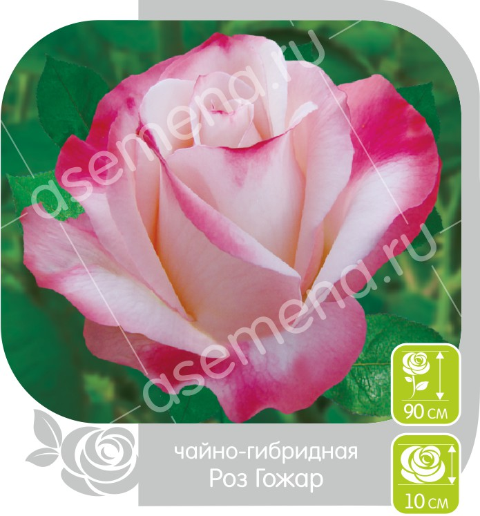 Роз гожар