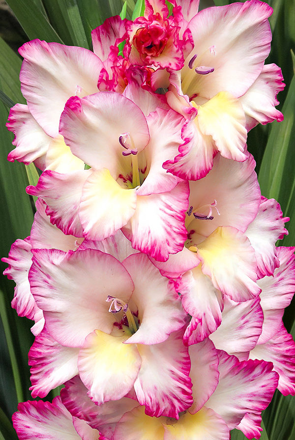 gladiolus-priscila