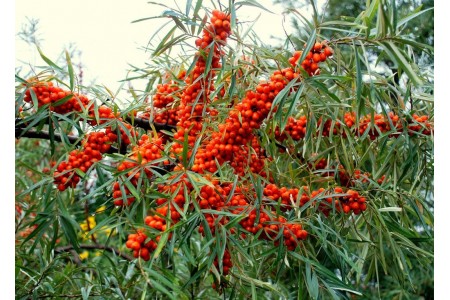 oblepiha-prevoshodnaya