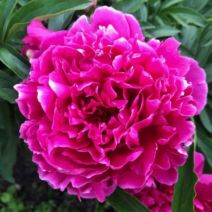 pion-karl-rozenfild