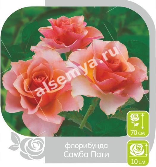 Самба пати