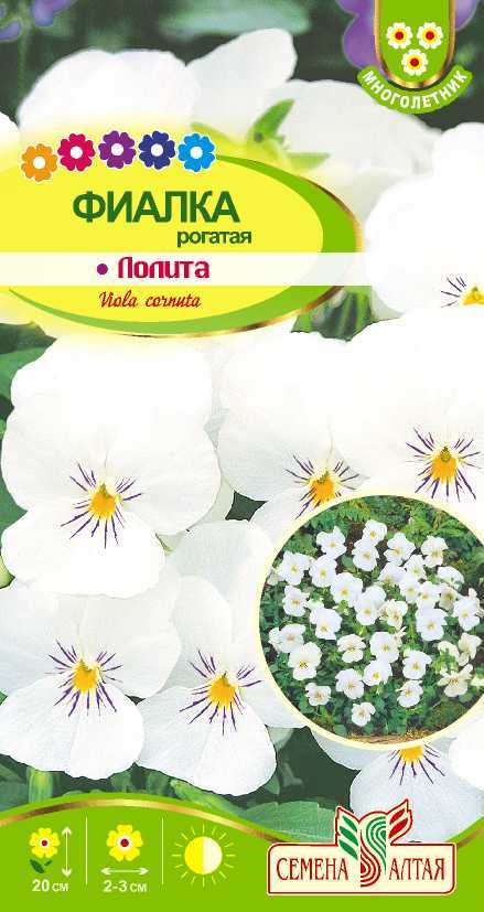 Фиалка Лолита цп