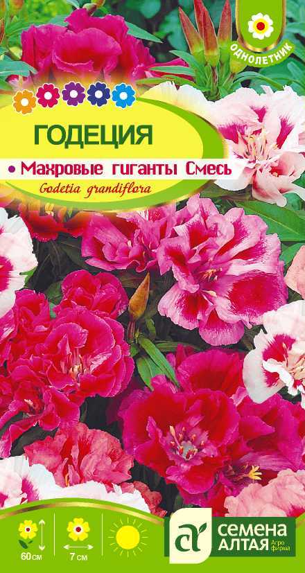 Годеция махров.гиганты цп