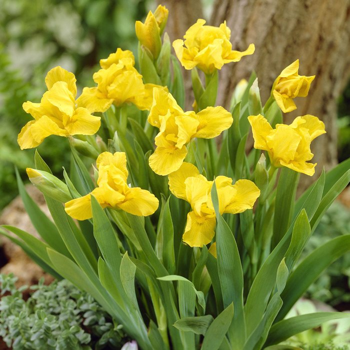 iris-brassi