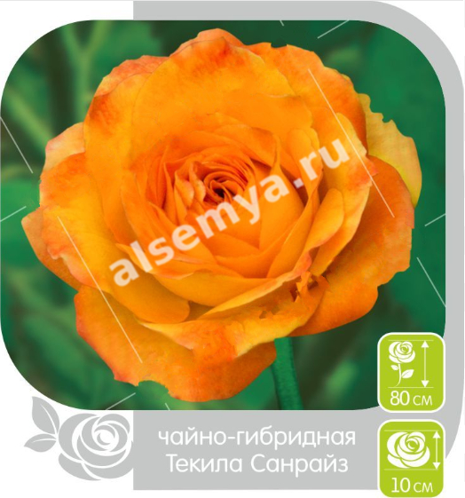 Текила Санрайз