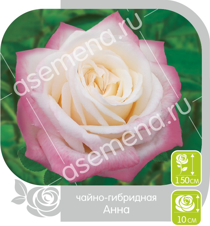 Анна