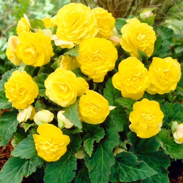 begoniya-non-stop-yellow
