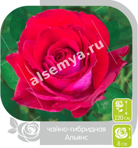 Альянс