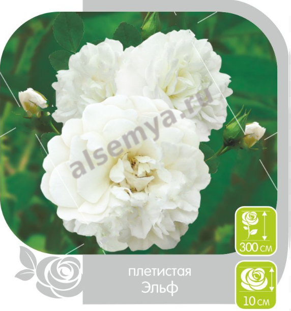 Эльф