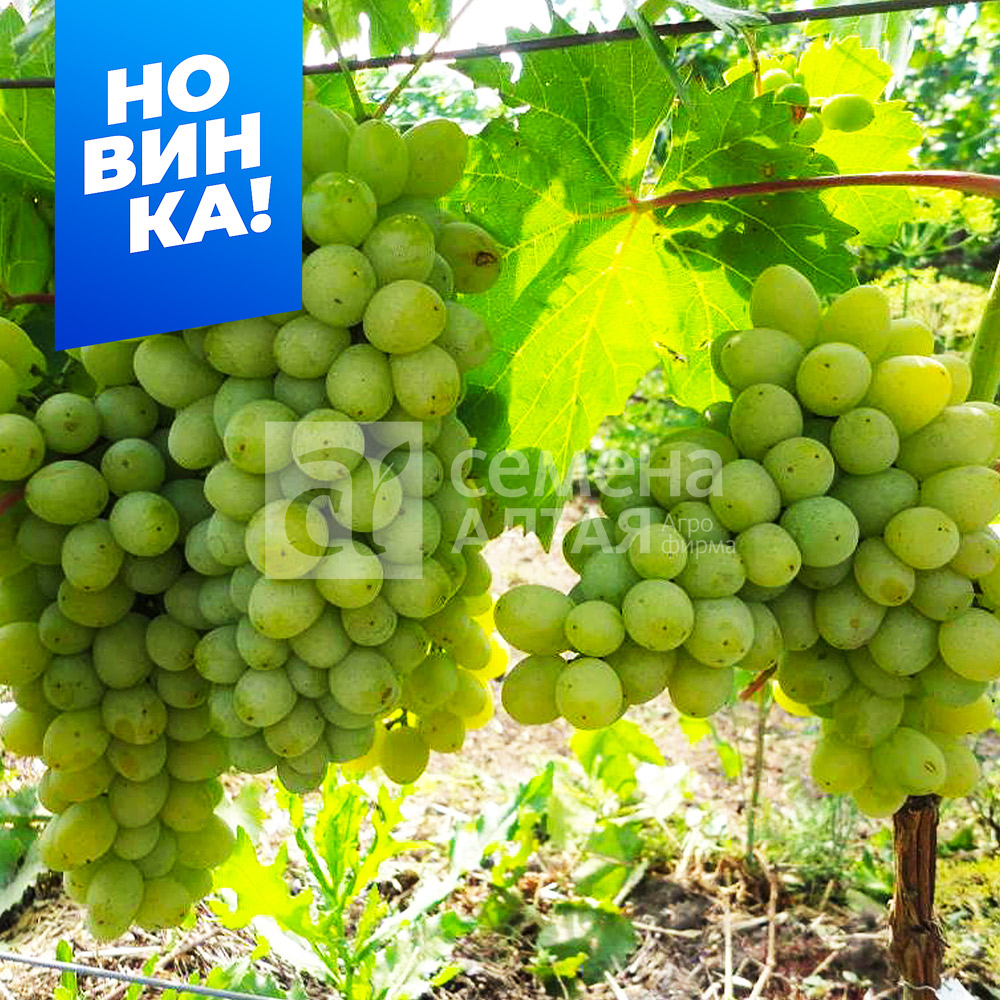 Злато