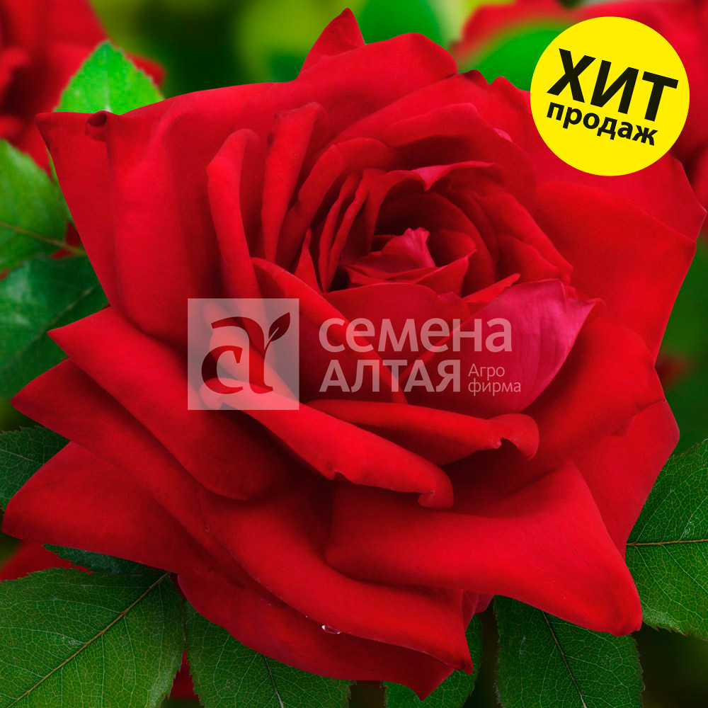 Дюссельдорф