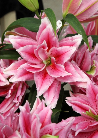 Lilium Roselily Ciara