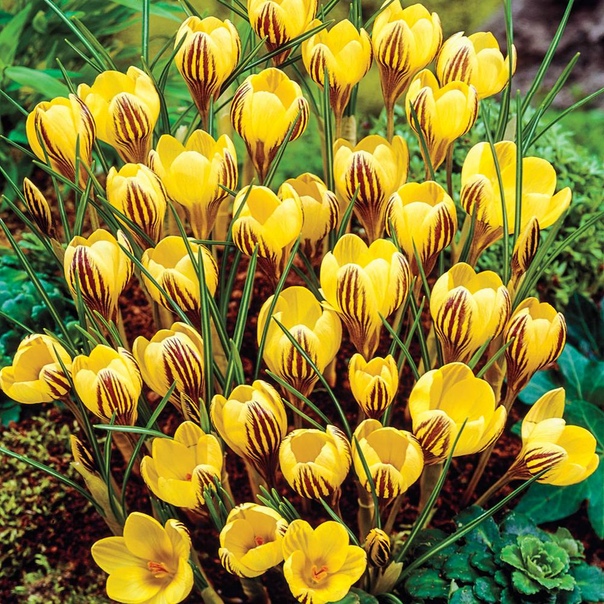 Джипси герл 2