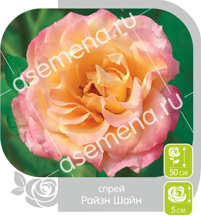 Райзн Шайн