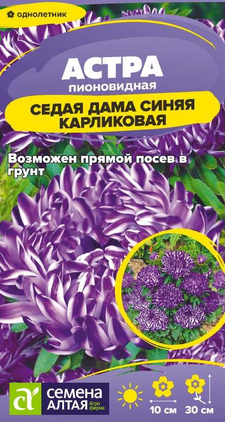 Астра седая дама синяя карлик