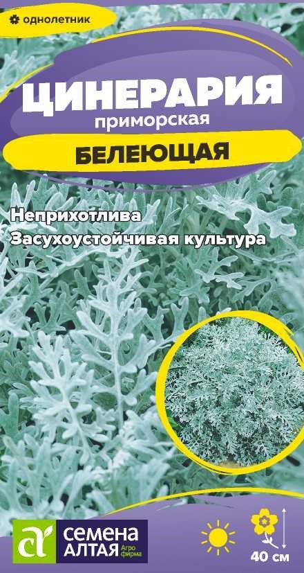 Цинерария Белеющая
