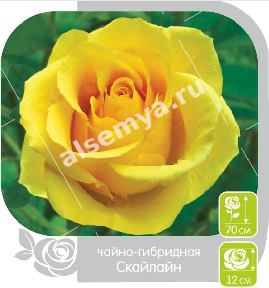 Скайлайн