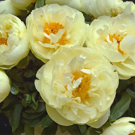 Paeonia Early Sensation