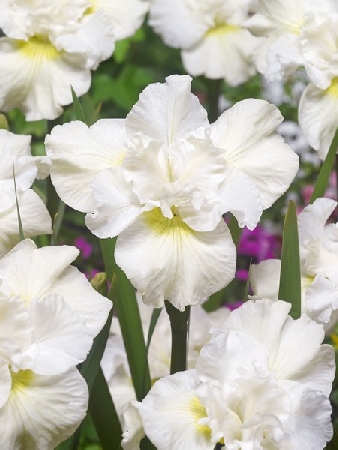 Iris-svons-in-flait