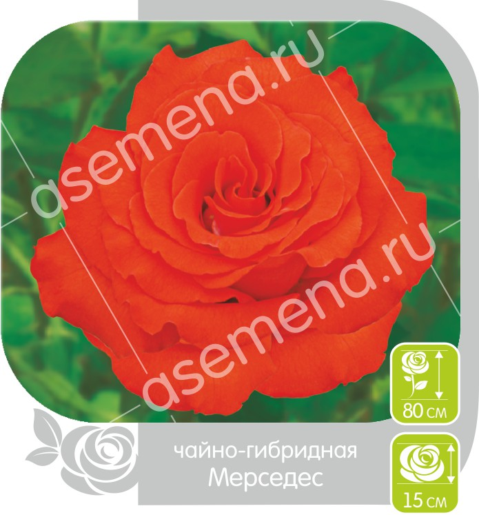 Мерседес