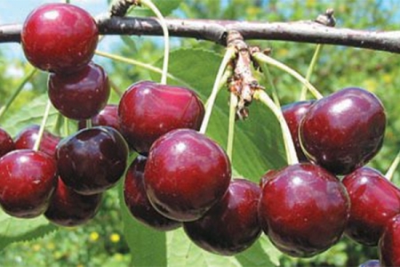 djuk-chudo-vishnja