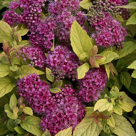 Spiraea japonica Golden Princess