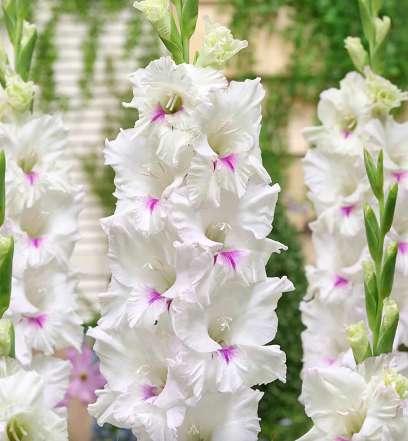 gladiolus-norma-djin