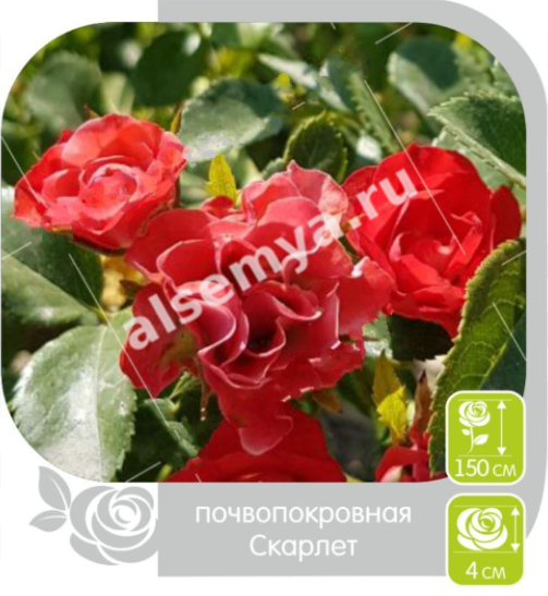 Скарлет