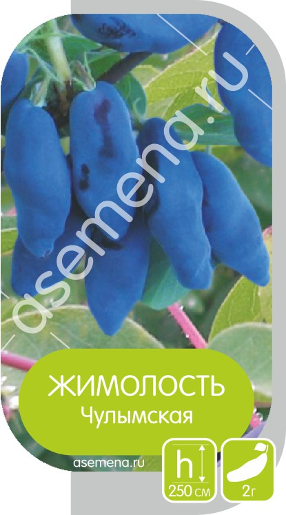 Жимолость чулымская