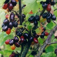 Смородина Юбилей Алтая