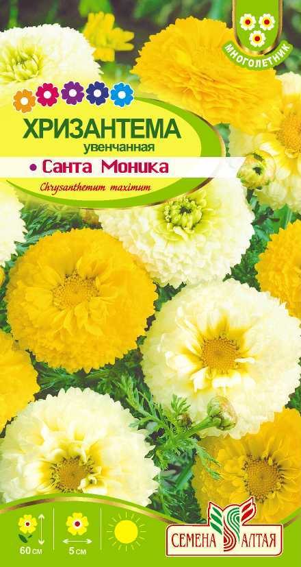 Хризантема санта