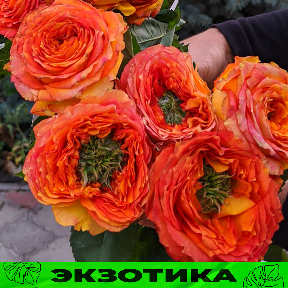 Роза Зеленый остров