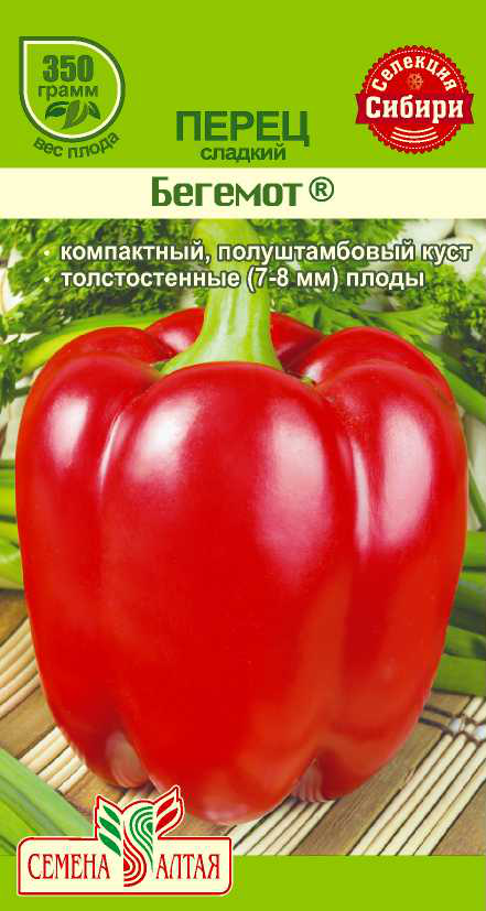 Бегемот