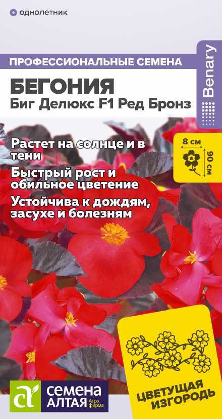 begoniya-red-bronze