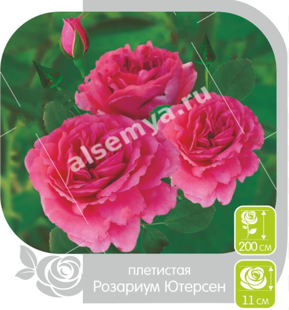 Розариум Ютерсен