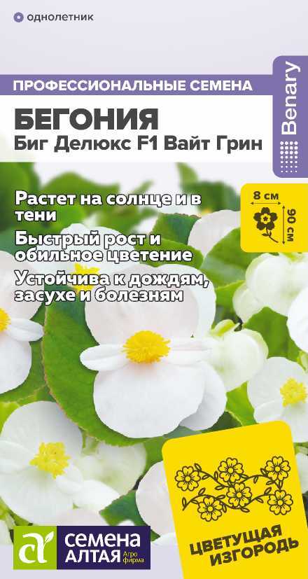 begoniya-big-delux-vait