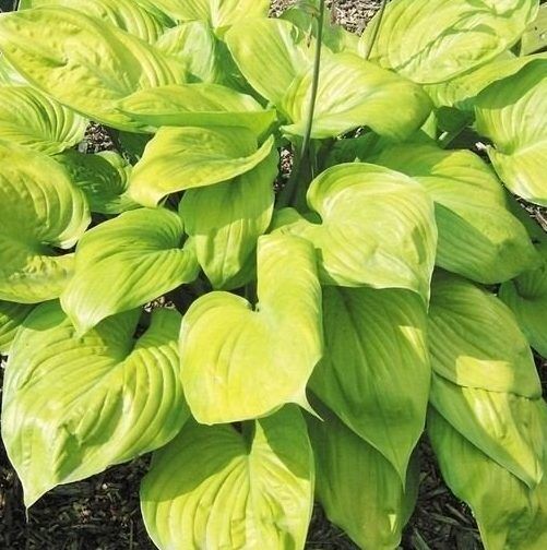 hosta-mohito