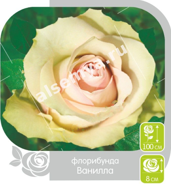 Ванилла