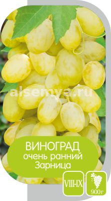 Зарница2