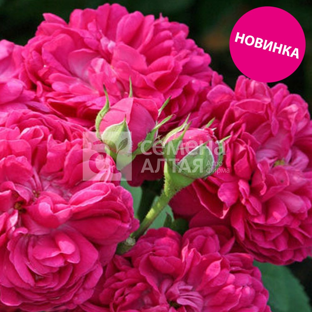 Джинни
