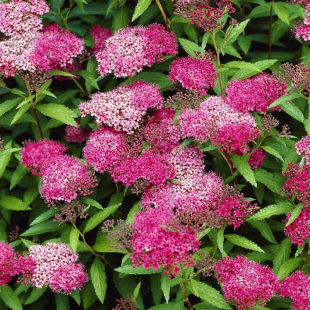 Spiraea japonica Anthony Waterer