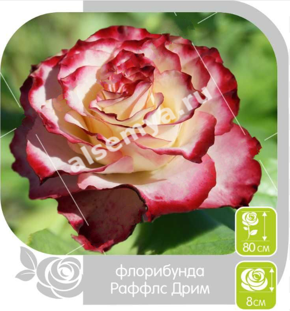 Раффлс дрим