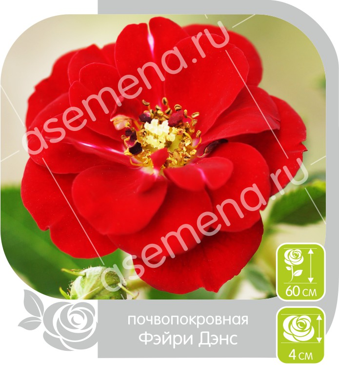 Фейри Дэнс