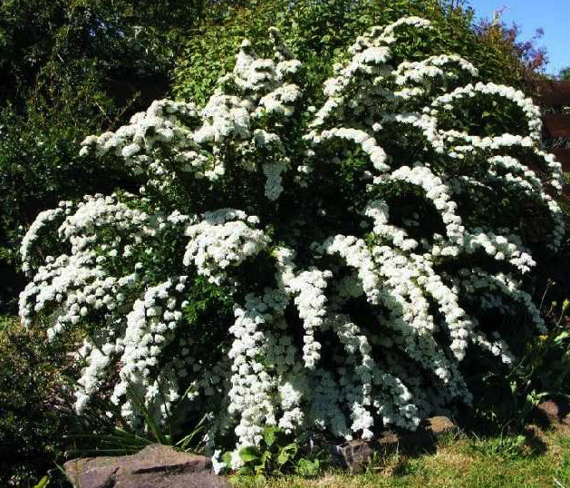 spiraea_Graciosa